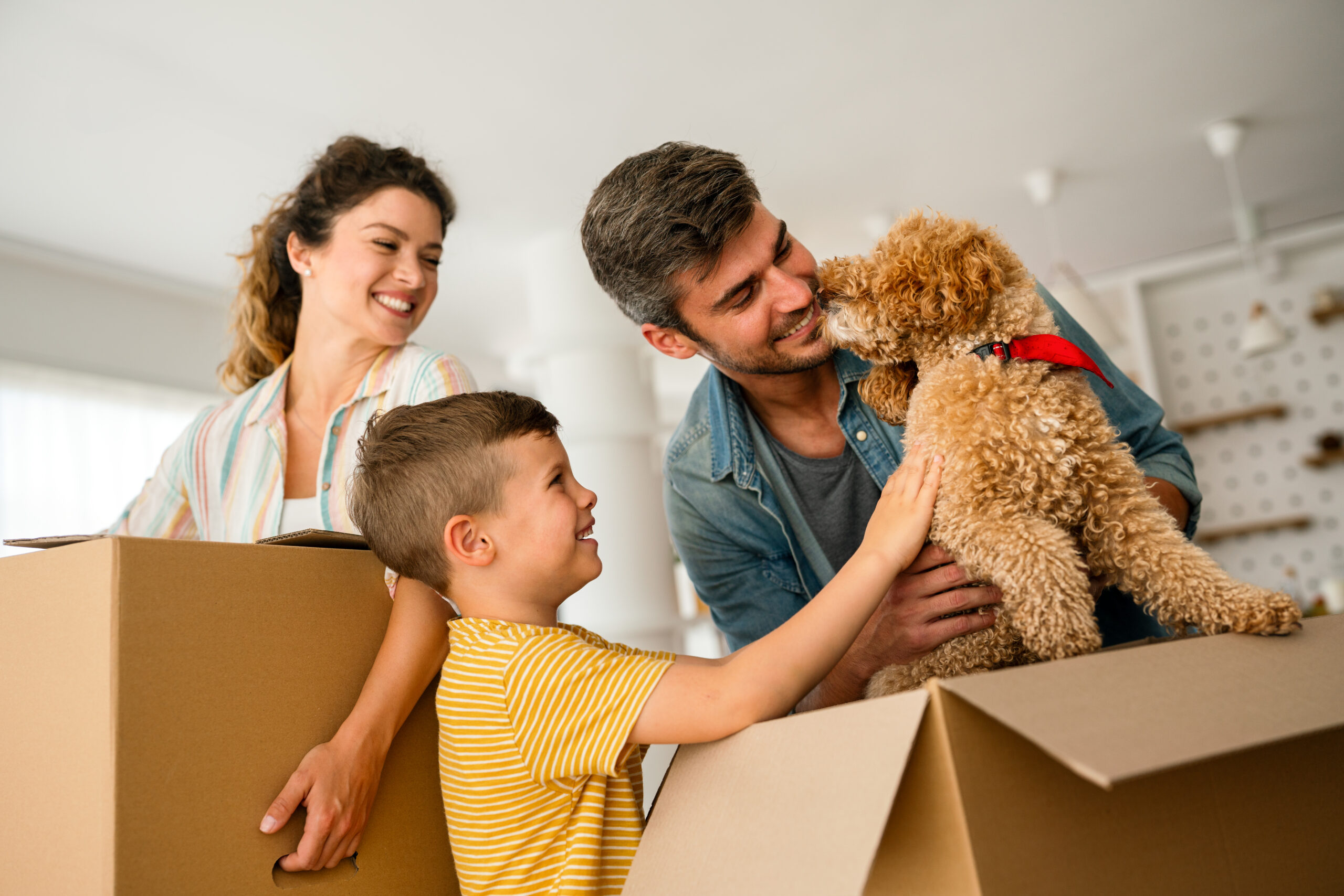 Moving House With Pets A Stress-Free Guide for Cats and Dogs